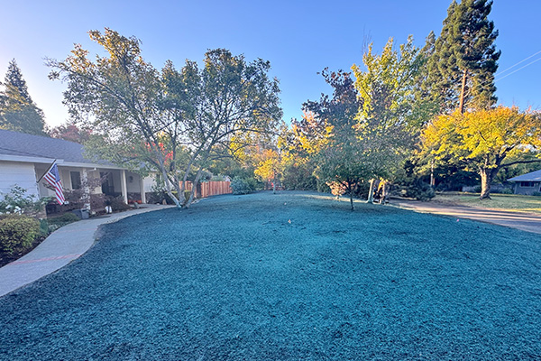 Professionally designed front yard landscape with shrubs and flowers